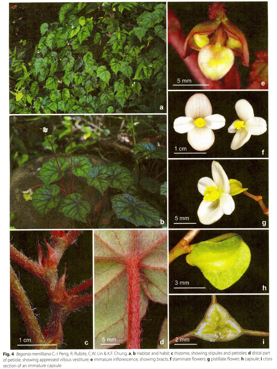 B. merrilliana